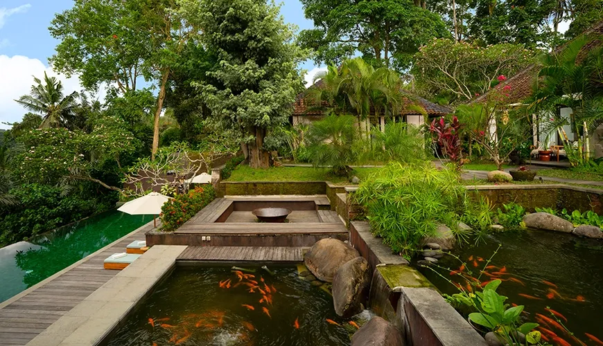 Outdoor luxury villa complex featuring a wooden deck surrounding a vibrant fish pond with koi swimming at Le Sunset Villa
